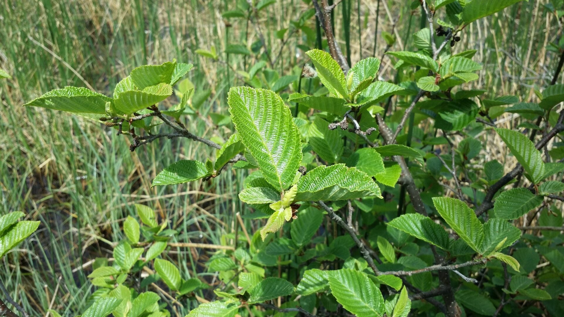 Alder Shrubs