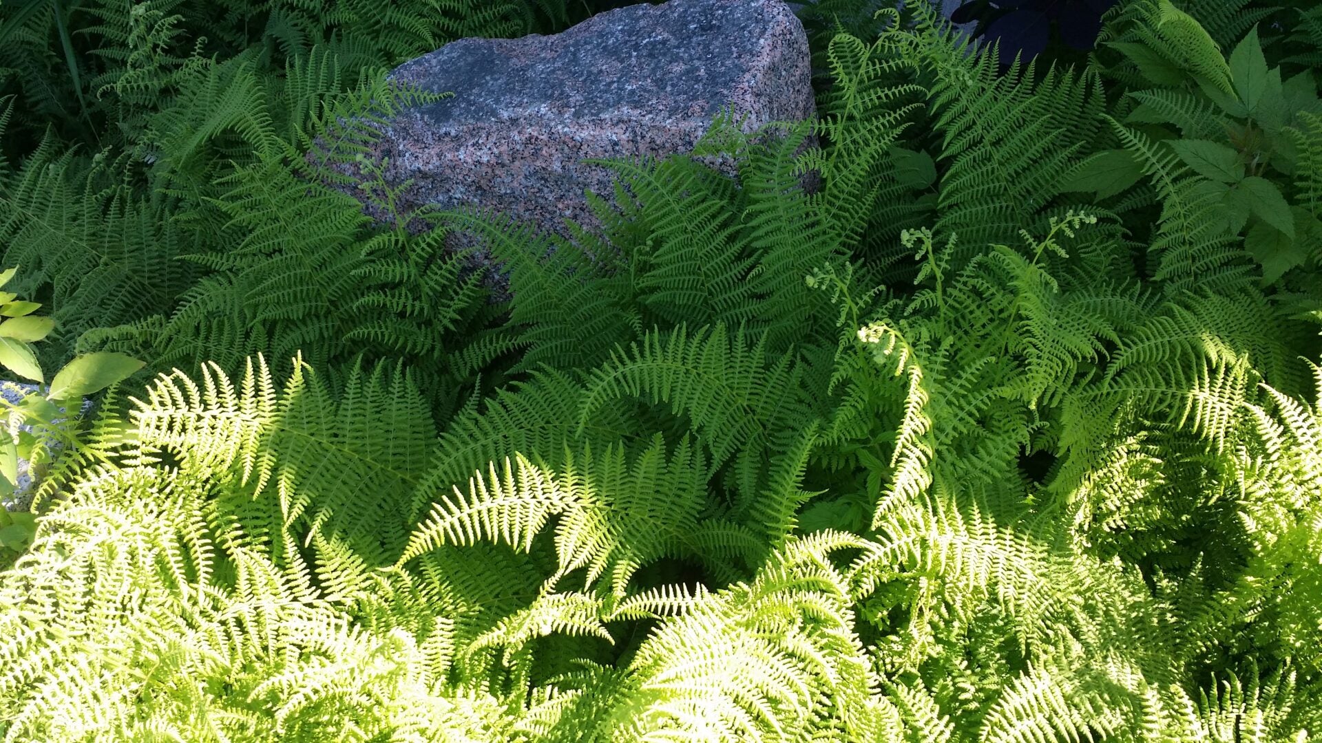 Ferns