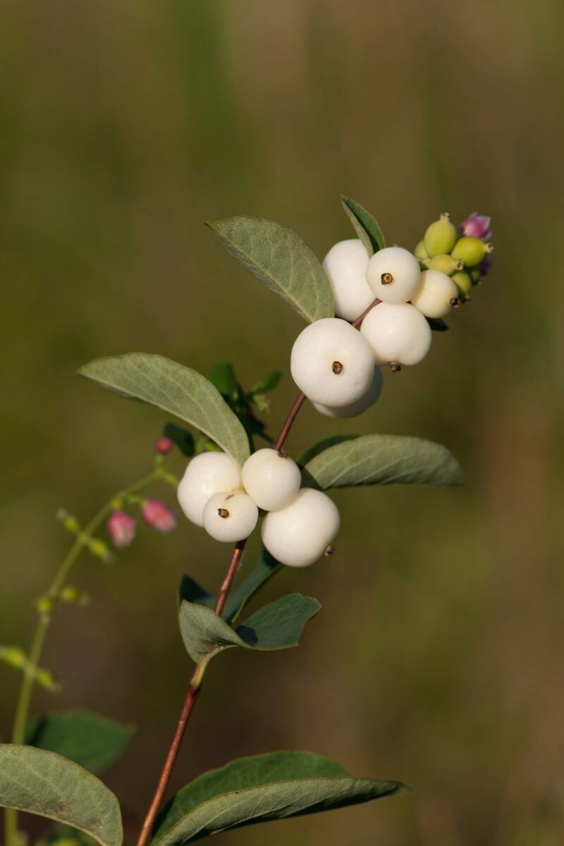 Snowberry