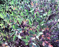 Blackhaw Viburnum (Viburnum prunifolium)