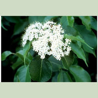 Nannyberry Viburnum (Viburnum lentago)