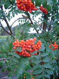 American Mountain Ash (Sorbus americana)