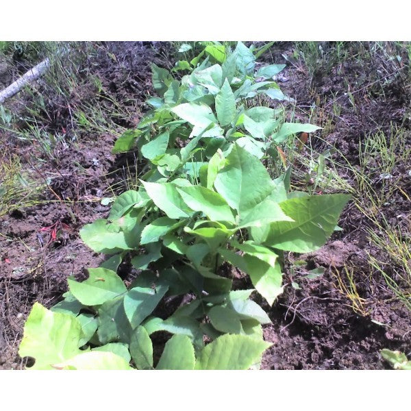 Shagbark Hickory (Carya ovata)
