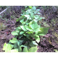 Shagbark Hickory (Carya ovata)