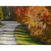 Amur Maple (Acer ginnala)