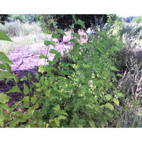 Red Mulberry (Morus rubra)