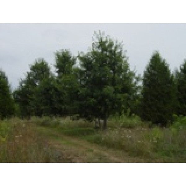 English Oak (Quercus robur)