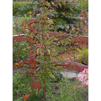 American Plum (Prunus americana)