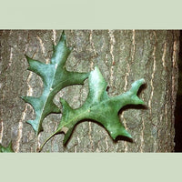 Pin Oak (Quercus palustris)
