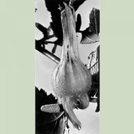 Beaked Hazelnut (Corylus Cornuta)