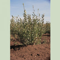 Sand Cherry (Prunus beseyii)