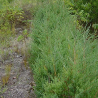Red Cedar (Juniperus Virginiana)