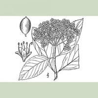 Witherod Viburnum (Viburnum Cassinoides)