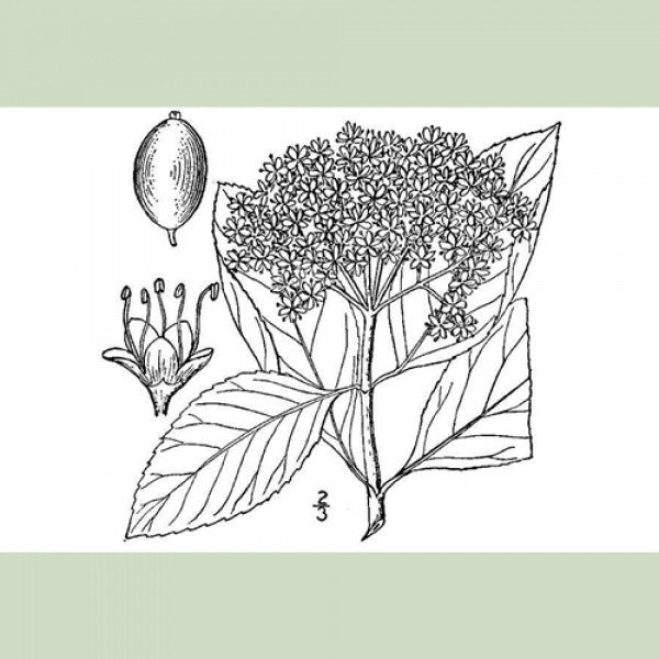Witherod Viburnum (Viburnum Cassinoides)