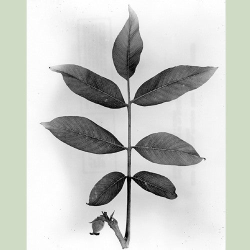 English Walnut (Carpathian)(Juglans regia)
