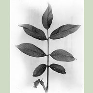 English Walnut (Carpathian)(Juglans regia)
