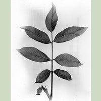English Walnut (Carpathian)(Juglans regia)