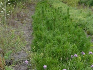 Jack Pine (Pinus banksiana)