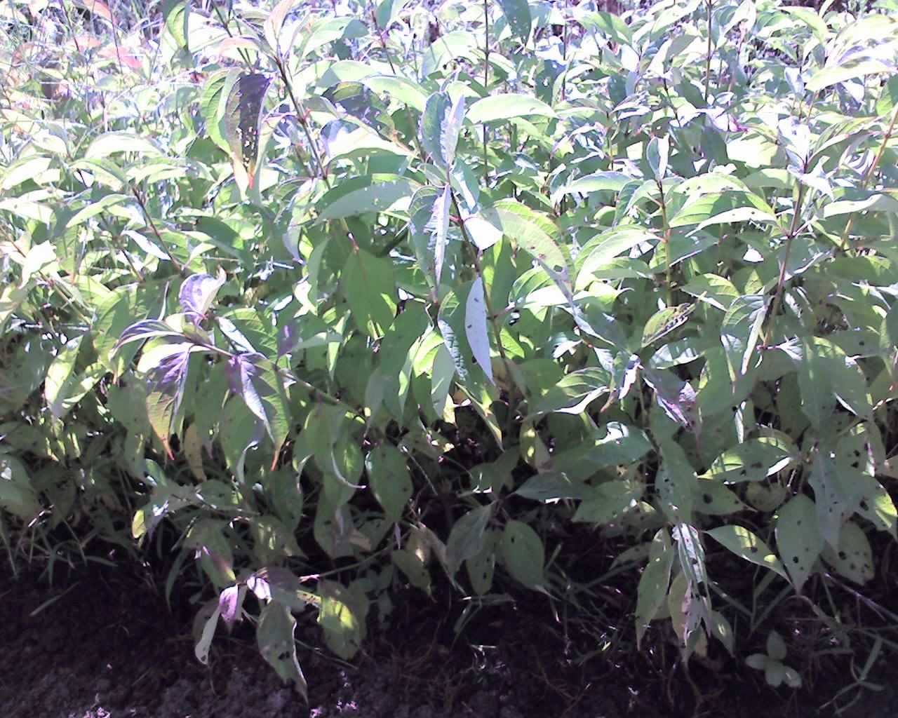 Silky Dogwood (Cornus amomum)