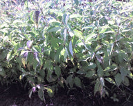 Silky Dogwood (Cornus amomum)