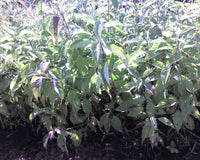 Silky Dogwood (Cornus amomum)