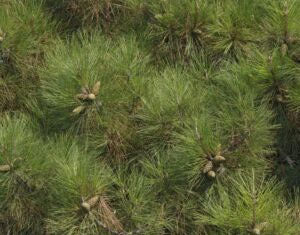 Austrian Pine (Pinus nigra)