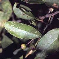 Chokeberry (Aronia melanocarpa)