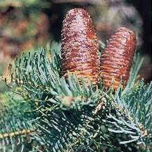 Concolor (White) Fir (Abies concolor)