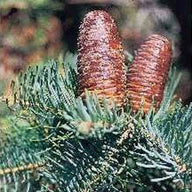 Concolor (White) Fir (Abies concolor)