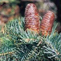 Concolor (White) Fir (Abies concolor)