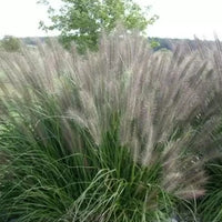 Fountain Grass (Pennisetum alopecuroides)