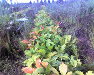 Swamp White Oak (Quercus bicolor)