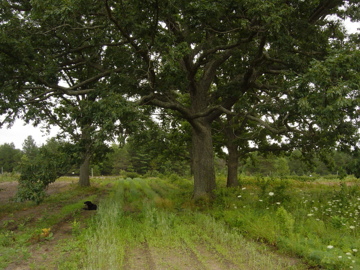 White Oak (Quercus alba)