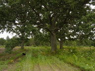 White Oak (Quercus alba)
