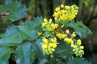 Oregon Grape Bush (Mahonia aquifolium)