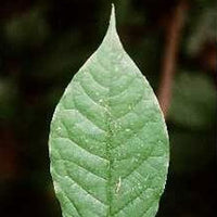 Pawpaw (Asimina triloba)