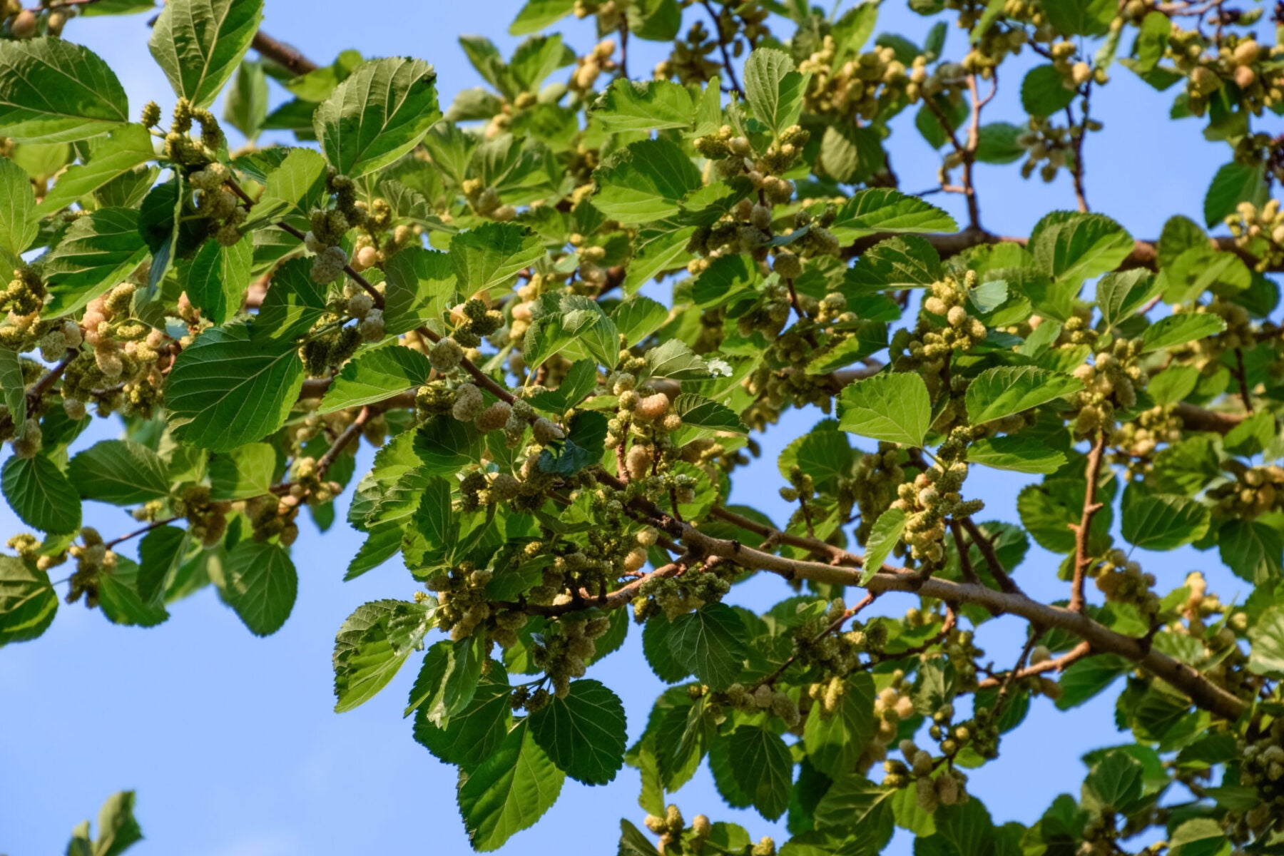 Russian Mulberry (Morus alba)