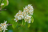 Downy Serviceberry (Amelanchier arborea)