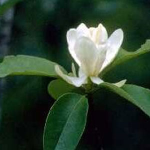Sweetbay Magnolia (Magnolia virginiana)