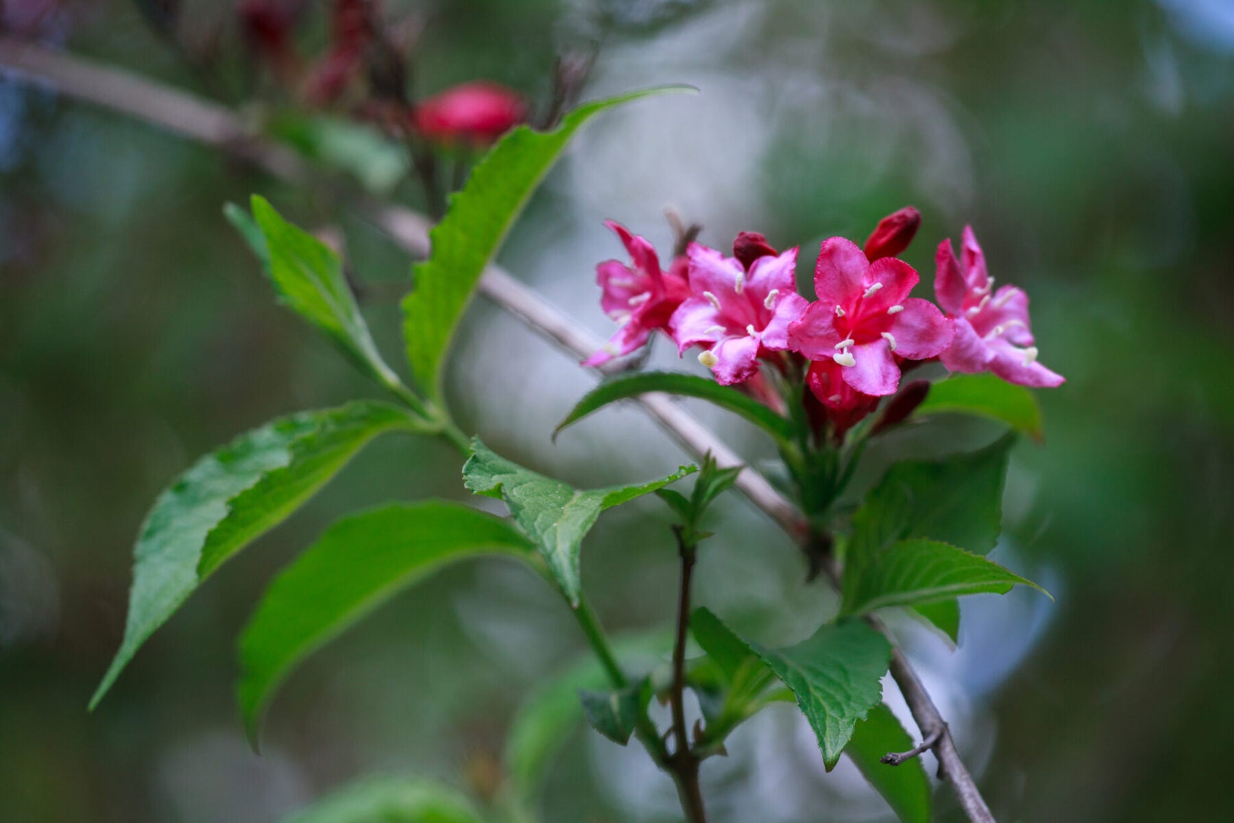 Pink Weigela (Weigela florida)
