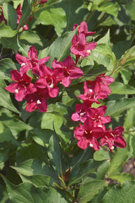 Red Weigela (Weigela florida)