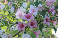 Variegated Weigela (Weigela florida 'Variegata')