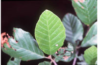 Hazel Alder (smooth alder) (Alnus serrulata)
