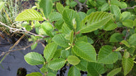 Speckled Alder (Alnus rugosa)