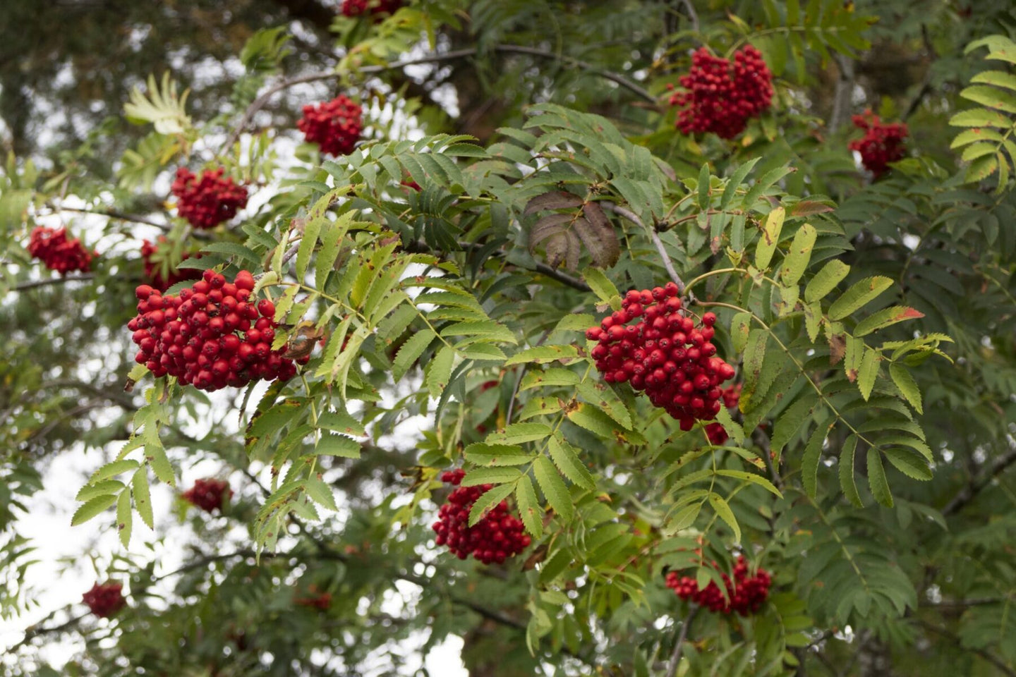 European Mountain Ash (Sorbus aucuparia)