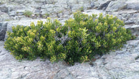 Northern Bayberry (Myrica pensylvanica)