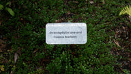Bearberry (Arctostaphylos uva-ursi)