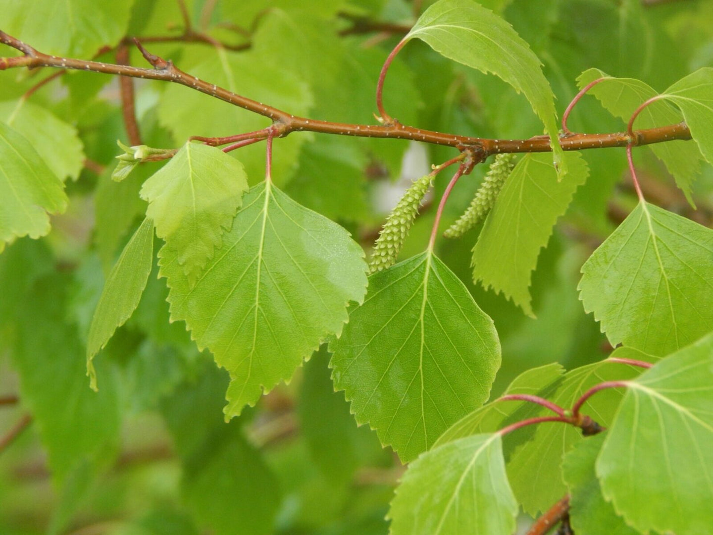 Gray Birch "Whitespire" (Betula populifolia)