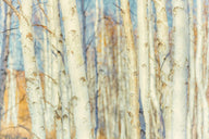 Paper Birch (Betula papyrifera)