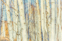 Paper Birch (Betula papyrifera)